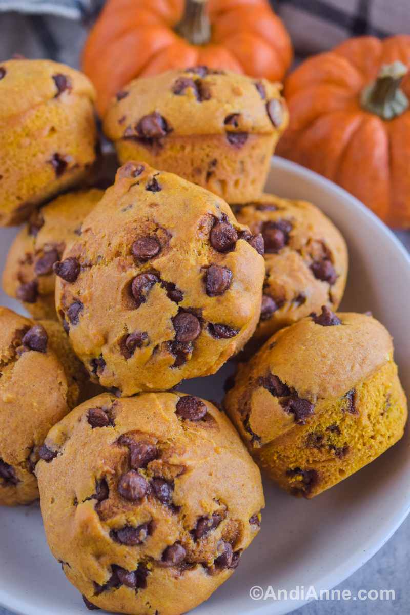 A pile of chocolate chip muffins in a bowl with small pumpkins in the background.